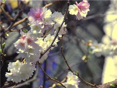 Ciliegi in fiore a Dresda - Germania